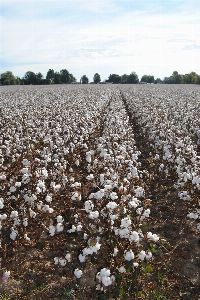 Plant field farm fall Photo