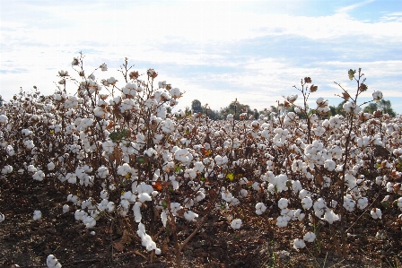 Tree blossom plant field Photo