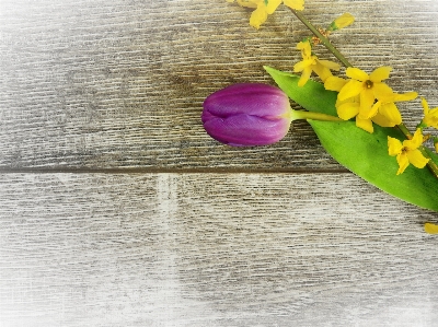 Blossom plant leaf flower Photo