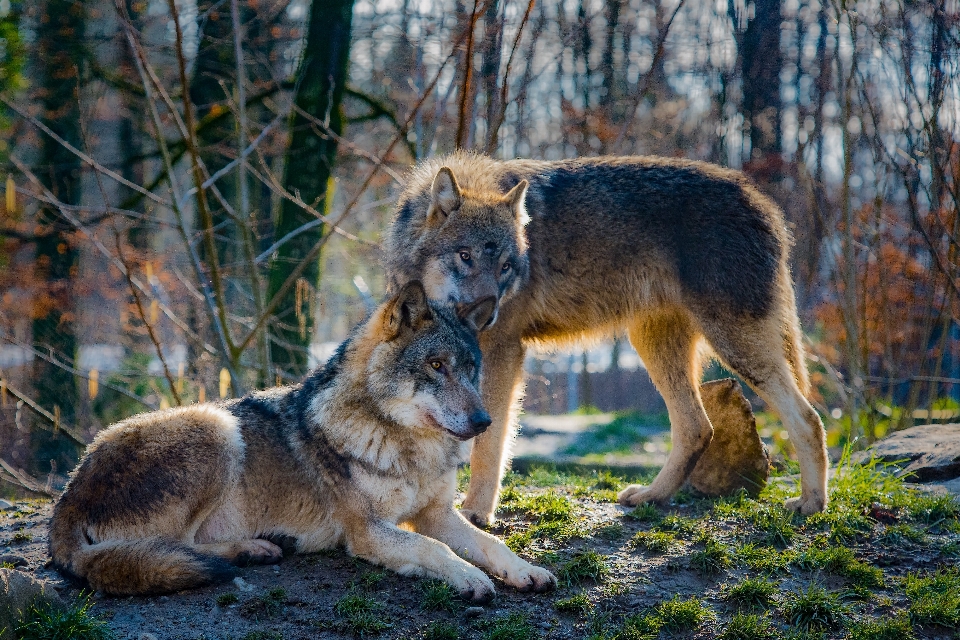 Anjing satwa margasatwa cinta