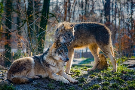 Foto Anjing satwa margasatwa cinta