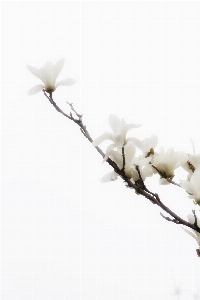 ブランチ 花 植物 白 写真