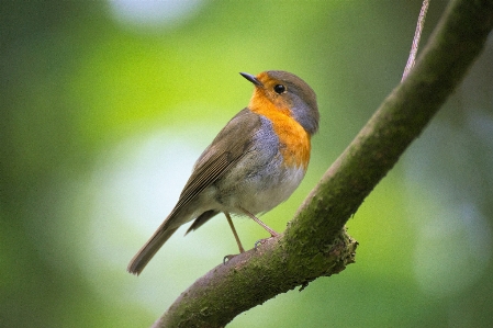 Natur zweig vogel bokeh
 Foto