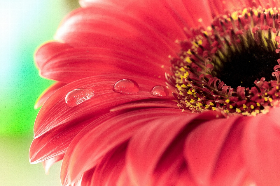 Blossom plant photography flower