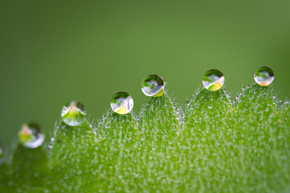 Agua naturaleza césped gota