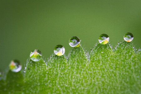 Water nature grass drop Photo