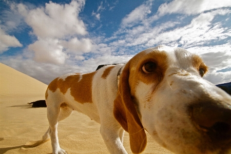 Landscape nature outdoor sand Photo