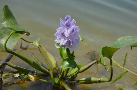 Blossom plant leaf flower Photo