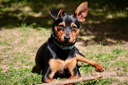 Puppy dog mammal friendship Photo