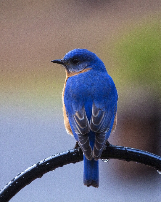 自然 ブランチ 鳥 羽