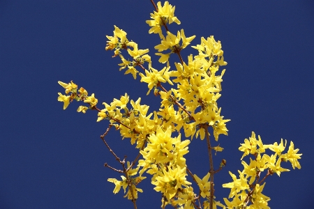 Foto Albero natura ramo fiore