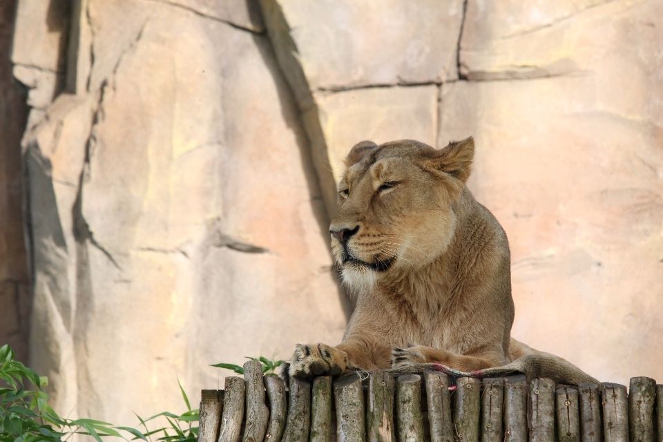 Włosy zwierzę dzikiej przyrody ogród zoologiczny