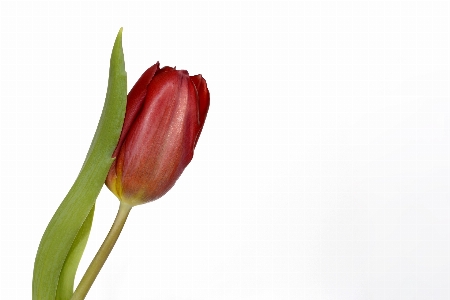 自然 植物 花 花弁 写真