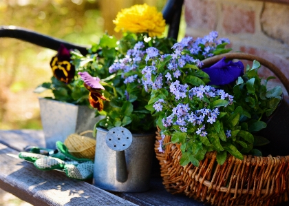 Plant flower spring green Photo