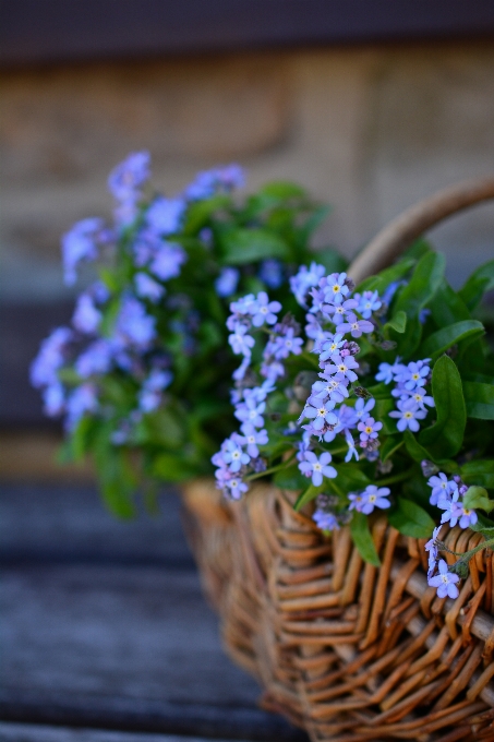 Florecer planta flor primavera