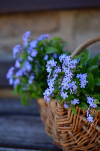 Blossom plant flower spring Photo