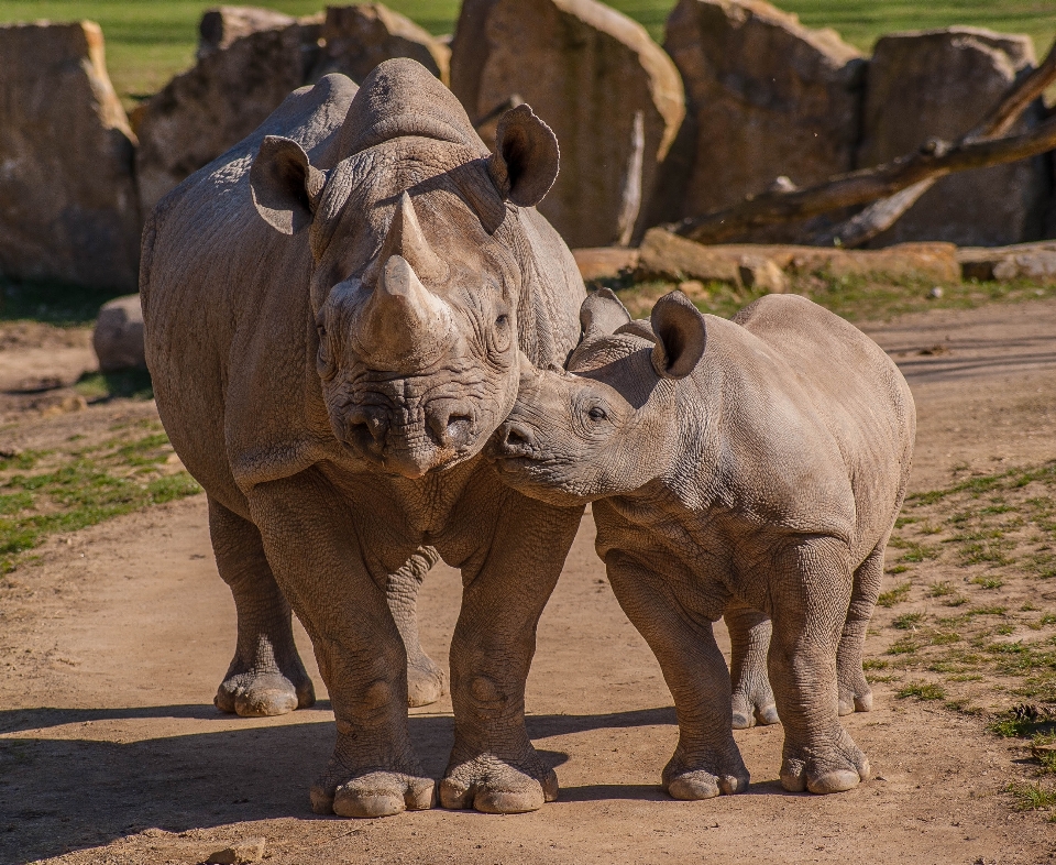 Aventure faune zoo afrique