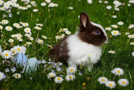 Grass lawn meadow flower Photo