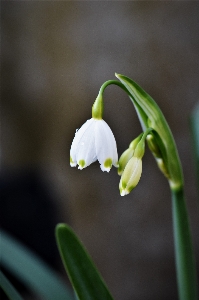 Nature blossom plant white Photo