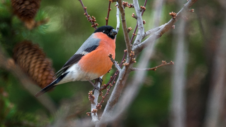 Nature branch bird wildlife