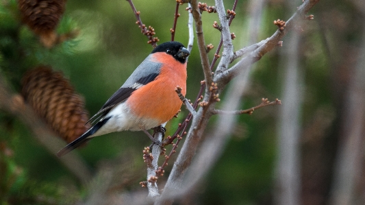 Nature branch bird wildlife Photo