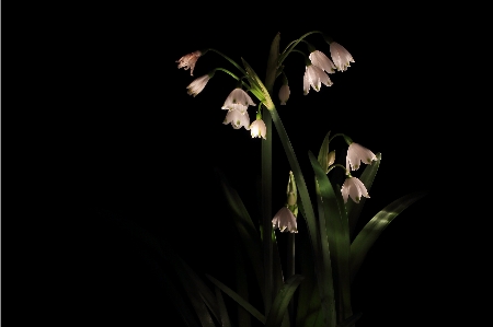 Blossom plant white photography Photo