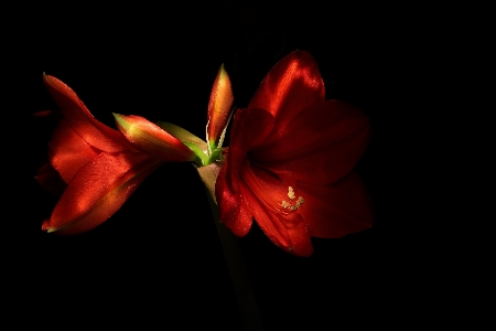 Blossom plant flower petal Photo