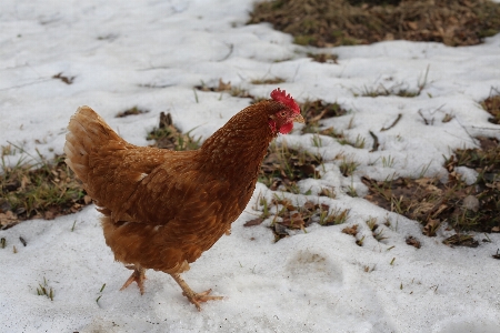 Snow bird farm animal Photo