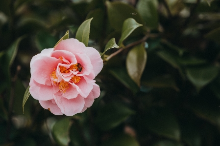 Nature outdoor blossom plant Photo