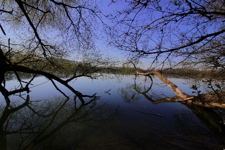 Landscape tree water nature Photo