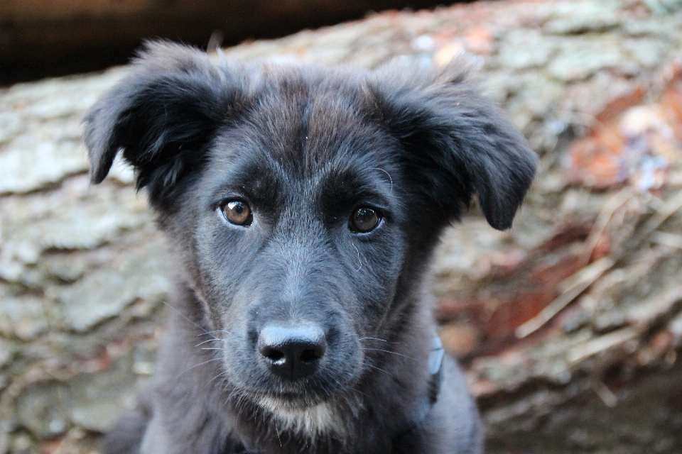 黒と白
 子犬 犬 かわいい