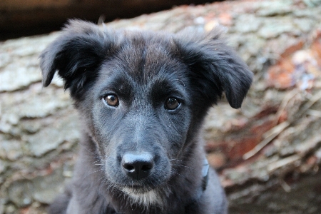 黒と白
 子犬 犬 かわいい 写真