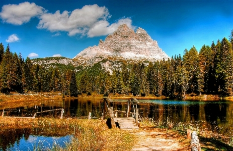 Landscape tree nature forest Photo