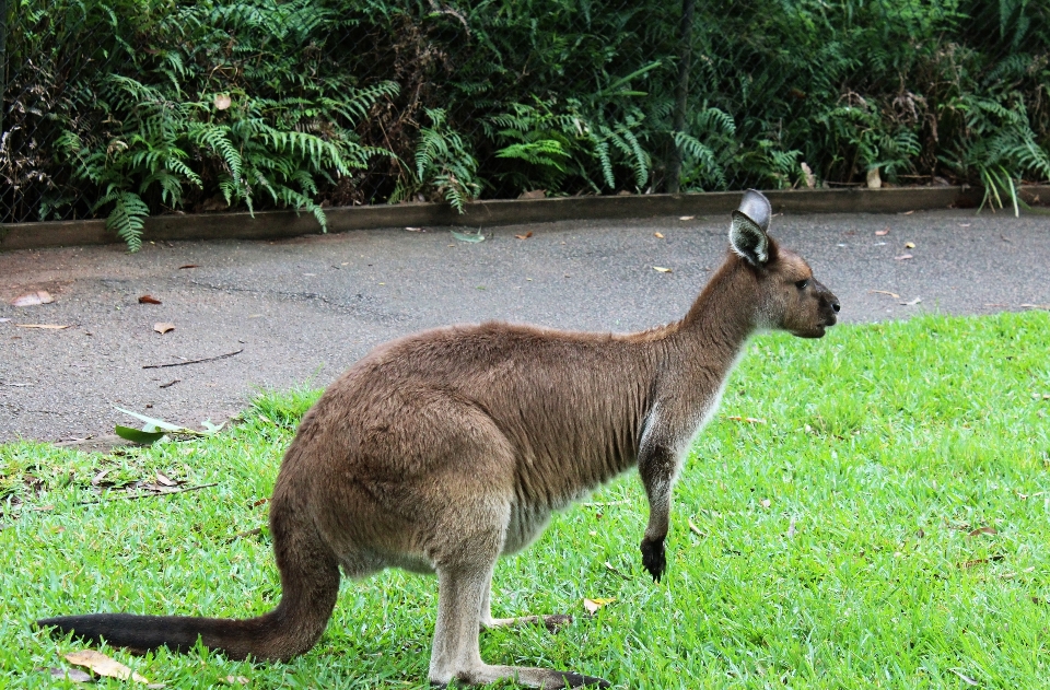 Grama animal animais selvagens jardim zoológico