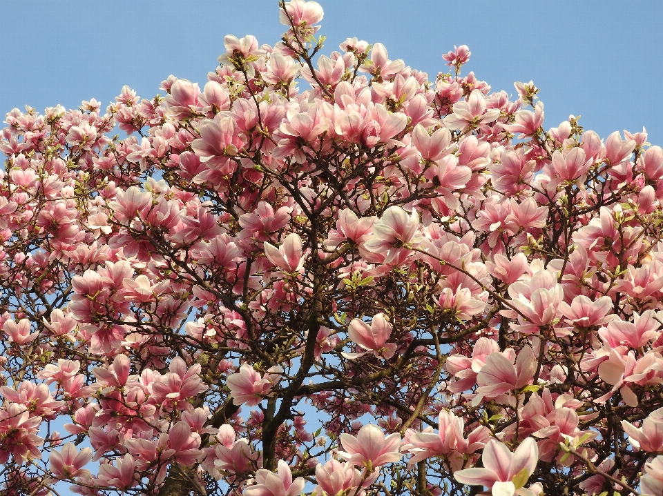 Albero ramo fiore pianta