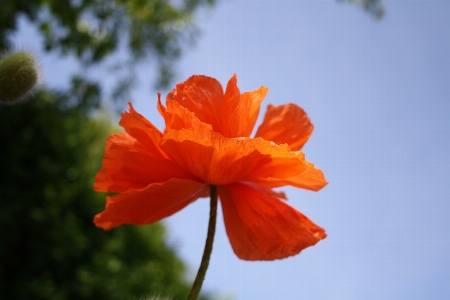 Nature blossom plant sunlight Photo