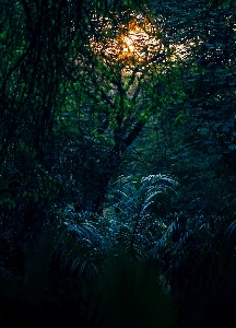 Landscape tree nature forest Photo