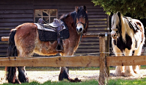 White farm animal pasture Photo