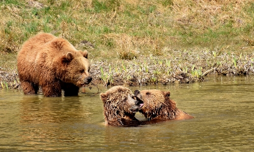 Foto Acqua natura foresta giocare