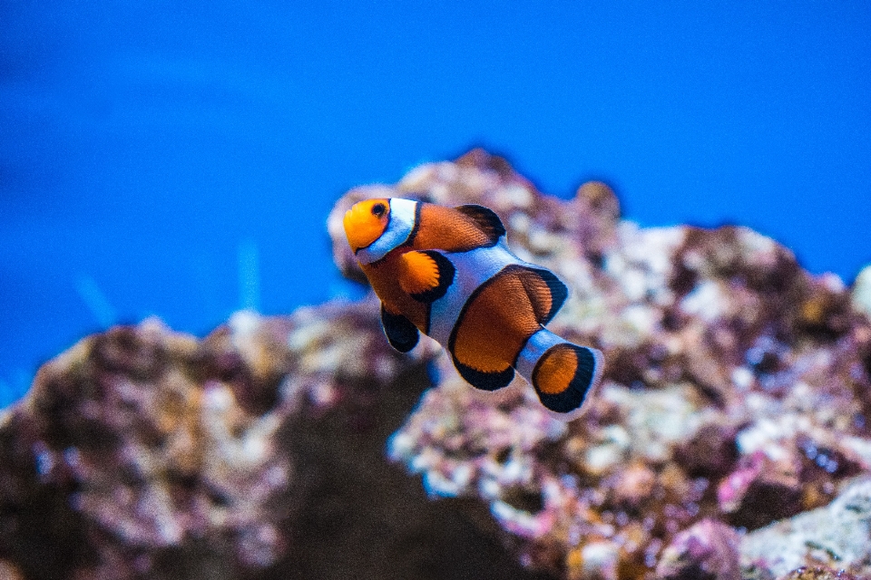 Natureza embaixo da agua biologia peixe