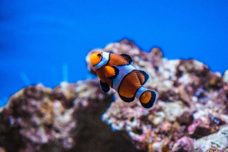 Nature underwater biology fish Photo