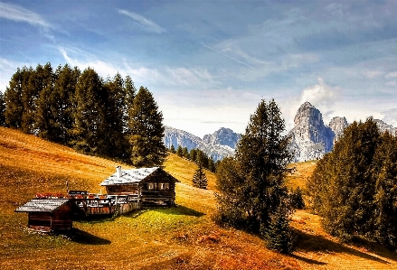 Landscape tree nature wilderness Photo