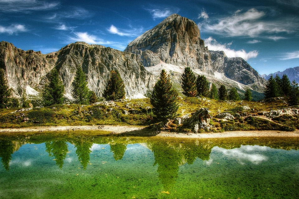 Paesaggio albero natura rock