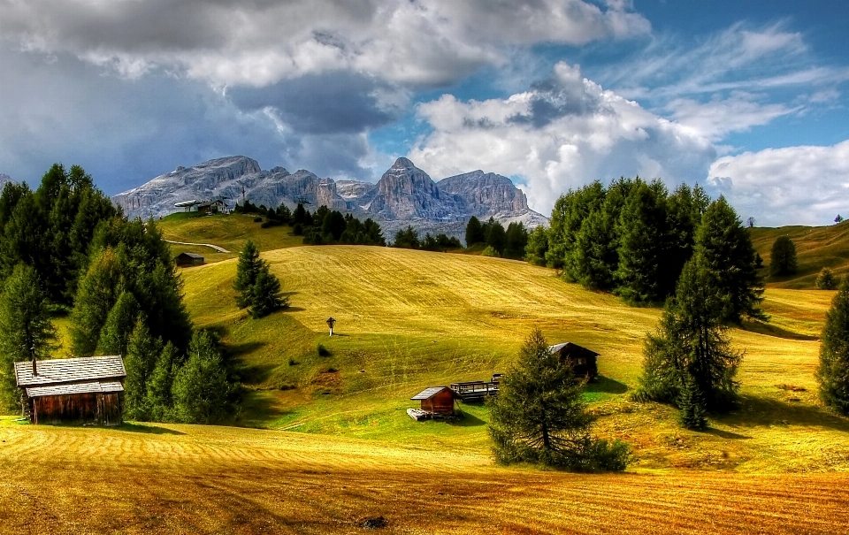 Landschaft baum natur gras