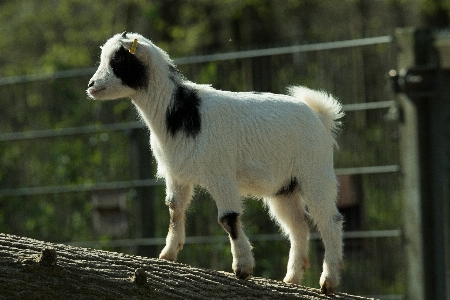 Goat zoo pasture livestock Photo