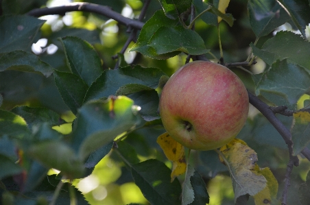 Apple tree nature branch Photo