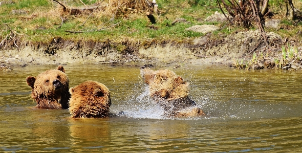 Foto Acqua natura foresta giocare