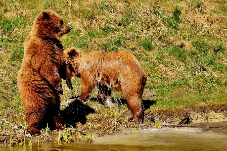 Nature forest play animal Photo