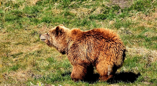 Nature forest animal bear Photo