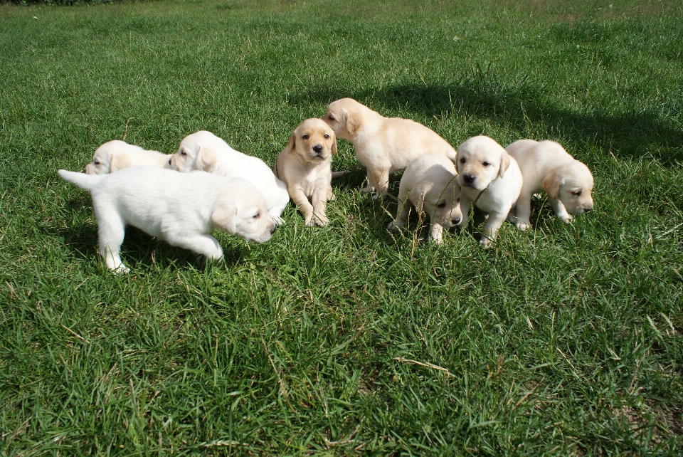 Cachorro perro mamífero perdiguero de oro
